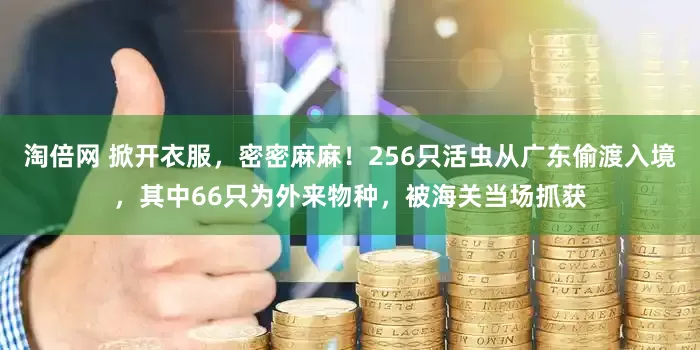 淘倍网 掀开衣服，密密麻麻！256只活虫从广东偷渡入境，其中66只为外来物种，被海关当场抓获